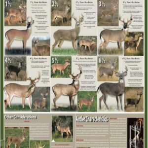 Estimating Buck Age Poster, Buck Aging Poster Aging Bucks On The Hoof Vertical