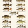 Feminist Quote Poster, A Woman Without a Man is Like a Fish Without a Bicycle with Fish and Bicycle
